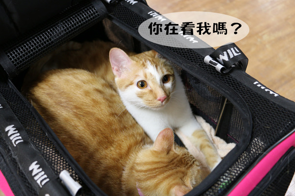 夏小姐與女兒分別抱著Bone和Mini,夏小姐也說這是兄妹倆第一次出門,但表現得相當乖巧。 何宜/攝