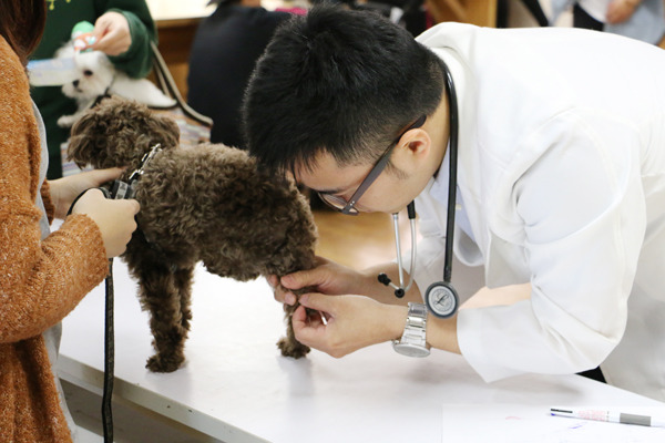 現場協助寵物健檢的獸醫師發現,小型犬大多有關節問題,也叮嚀飼主後續要多多注意。 何宜/攝