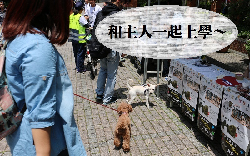 德明科技大學昨日舉辦全校寵物日,同學和老師都紛紛帶著自己家的寵物來上課! 何宜/攝