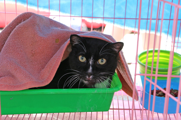 正在找家的西瓜,叫名字會喵喵回應,相當可愛,但最後沒有找到家,喜歡的人可以週六到全國動物醫院看看西瓜喔! 何宜/攝