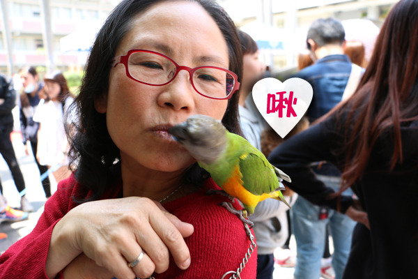 人事室主任谷麗娟養的鸚鵡弟弟相當黏人,還超喜歡和主人來個愛的Kiss~ 何宜/攝