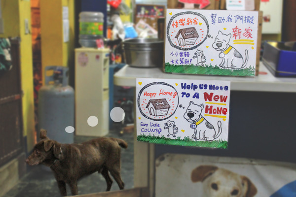 急救中心里約有70隻貓狗，未來他們的家在哪裡？現在還不曉得……　何宜/攝
