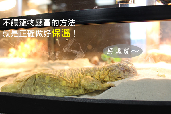 幫寵物做好保暖工作相當重要,要確認保溫燈溫度不會太低或太高,外出則可以使用熱水袋或暖暖包,但要小心高溫燙傷。 何宜/攝