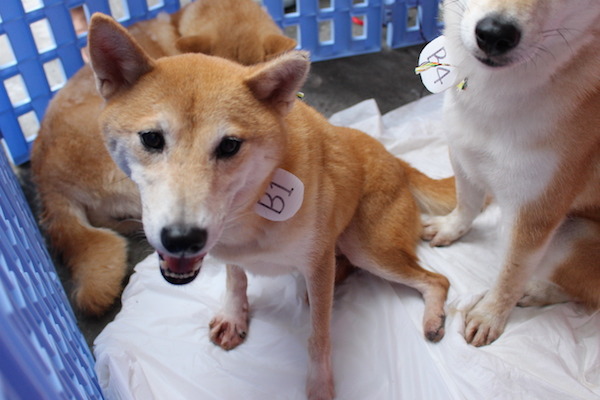 代號B1的柴犬除了有趾間炎，左肢也沒有指甲，但仍有人申請。   何宜/攝