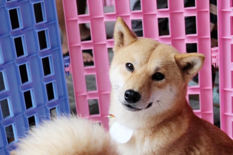 TSPCA的送養會活動，進入到成犬場次後，和之前的幼犬場相較，人氣明顯下降。希望有心想領養的民眾多參與本週活動！　資料照（何宜/攝）