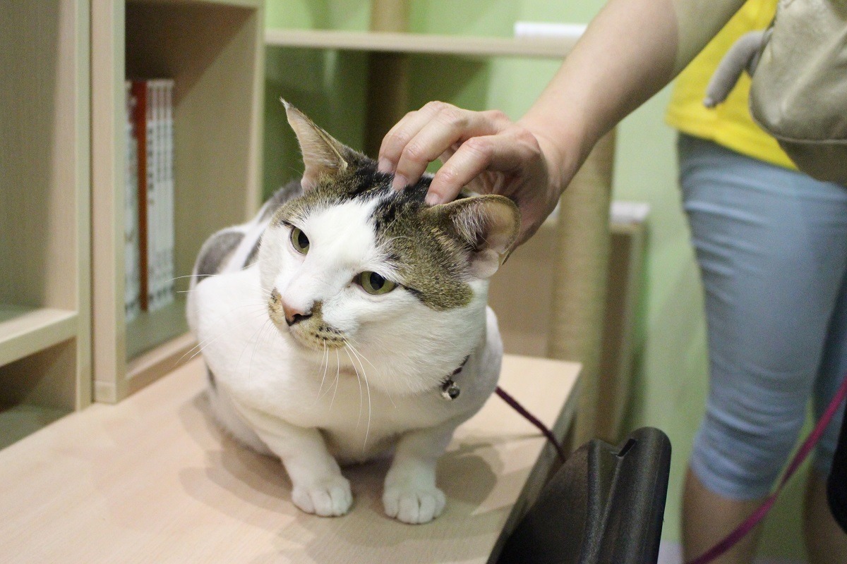 7月1日起，貓咪除了要做寵登外，也要一併注射狂犬病疫苗，若飼主會擔心注射部位肉瘤的問題，切記先與獸醫師討論，並牢記3-2-1準則，降低腫瘤風險！ 示意圖（江幸芸/攝）  