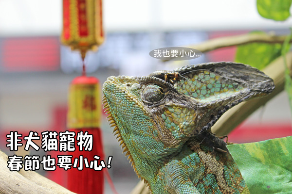 非犬貓寵物在春節期間也要防範病症侵害，身為飼主的你，千萬要留意牠們的身體狀況！　何宜/攝