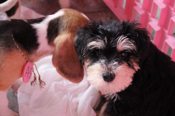 TSPCA送養非法繁殖場犬隻活動，今天為第二場第一天，人潮較第一場少。   何宜/攝