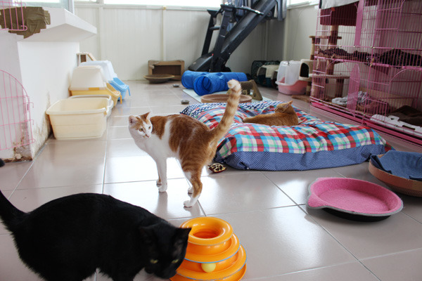 因諾亞方舟計畫而移居淡水貓咪招所的河貓們，有了一起生活的朋友就不孤單。　何宜/攝