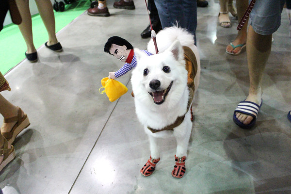 來參加寵物展的狗狗幾乎都有做好繫牽繩、坐推車的防護措施。圖中的狗狗除了配戴牽繩外，還有一件超吸睛的衣服！　何宜/攝