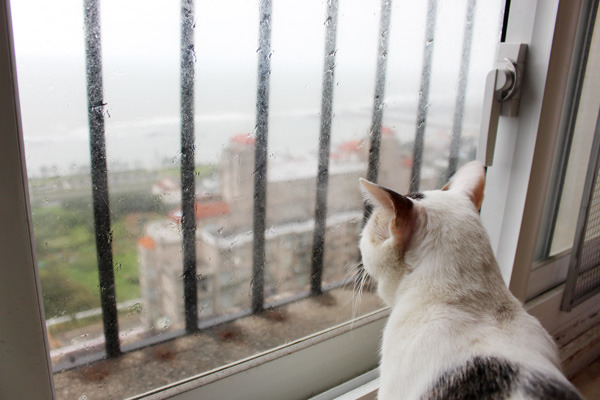 小賢內心有些想法，希望把淡水貓咪招待所打造成人可以認識貓咪的場所。　何宜/攝