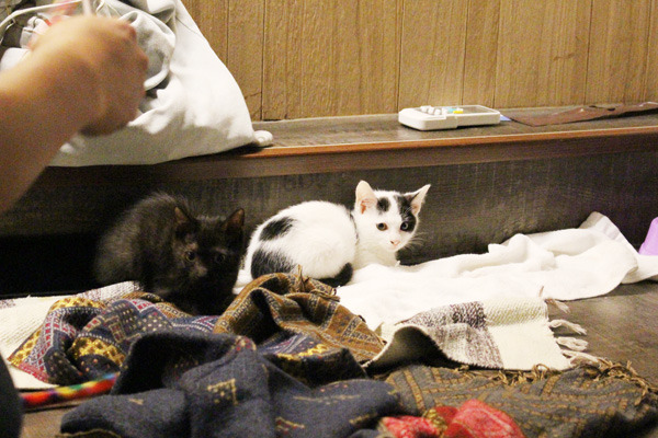 小虎爺爺中途之家講座當天也帶來2隻打完疫苗的貓咪供民眾領養。　何宜/攝