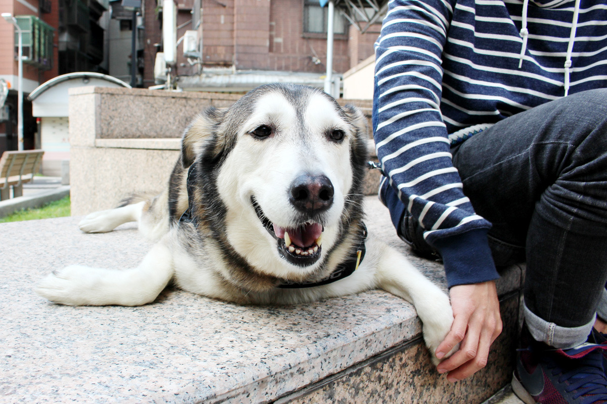 小光幾乎每天都會帶哈姆出門,為了能載哈姆四處趴趴走,小光甚至還把打檔機車換成了一般摩托車! 何宜/攝