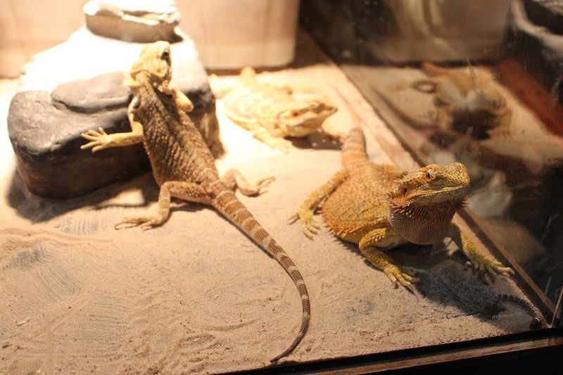 家中有飼養爬蟲類寵物的飼主，天冷時更要做好保暖措施喔！　台灣動物新聞網（何宜/攝）