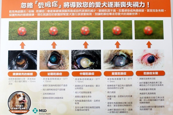 狗狗的視力會隨著乾眼症加劇而惡化。　台灣英特威公司/提供
