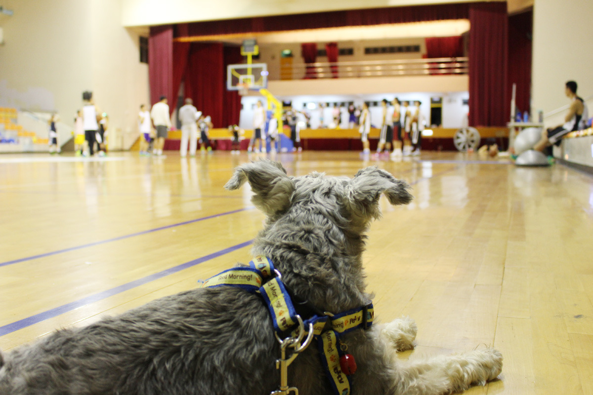 高粱在場邊仔細盯著球員哥哥們練球，似乎已經具備小教練的架式。　何宜/攝