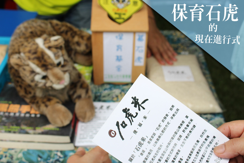 石虎保育有哪些現在進行式，讓我們一起來關心！　何宜/攝