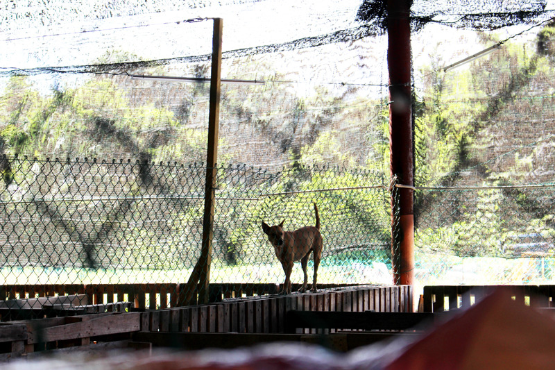 SPCA KK臨時收容所在接近中午的高溫下，卻仍保持良好的通風且不會有悶熱的感覺，應是歸功於開放性的空間與隔熱網等設備。　何宜/攝