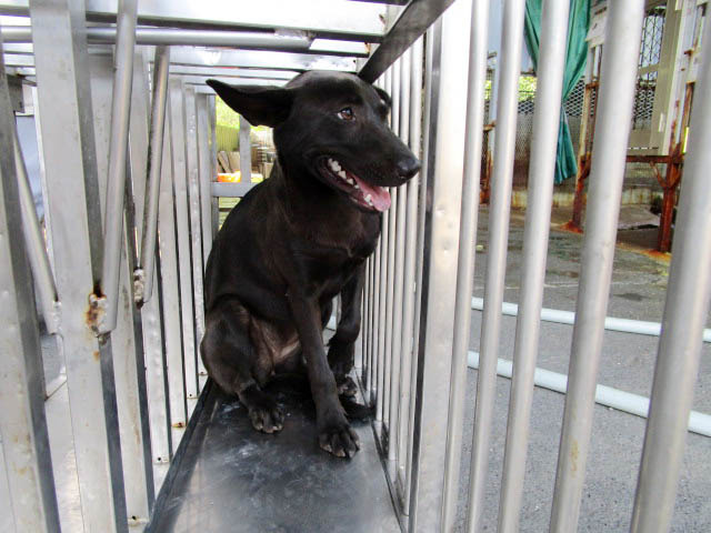 協助防治所送養收容所內犬隻的中正大學副教授陳光輝，帶著幾位同學一起架設粉絲專頁、拍照及追蹤送養去向。　嘉義縣防治所/提供