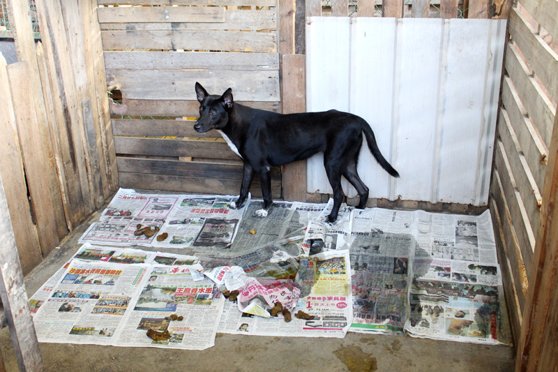 因為是臨時收容所，沒辦法建造系統性的排水設施，所以改由鋪報紙方式代替，但清掃會更費時、費力。　何宜/攝