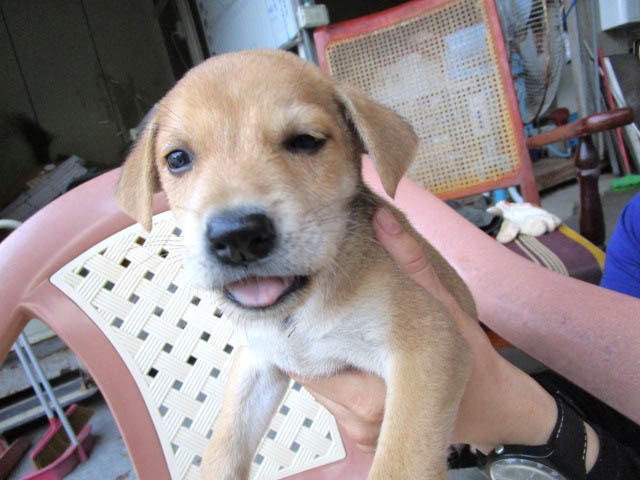 為了因應零安樂，目前民收不接收民眾送交的幼犬、並實施精準捕捉與收容總量管制，希望減少進所的數量，改善收容環境、降低所內犬隻的緊迫。　嘉義縣防治所/提供