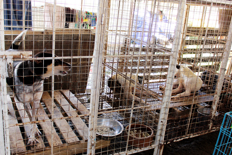 在不親人區域裡，狗狗大多單獨關籠、也不會放出來四處走動。　何宜/攝