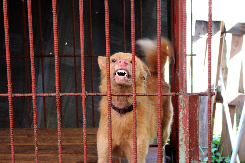 不親人區其中一隻被安排在離人最遠走道盡頭的狗，雖然外表相當可愛，但是只要一看到陌生人就會開始齜牙咧嘴。　何宜/攝