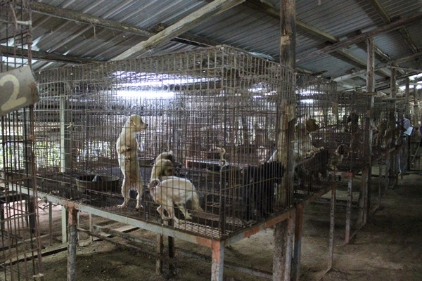 透過將地下化的繁殖場納入管理體系中，讓動物獲得保障，也藉其他政策行程業者的良性競爭。　資料照（江幸芸/攝）