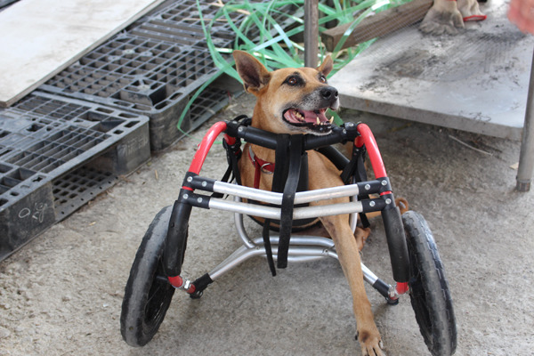 相當聰明的小黃總是要員工好言相勸、威脅利誘才肯勉強用輪椅走個幾步，然後出迷死人不償命的笑容，讓大家也拿牠莫可奈何。　何宜/攝