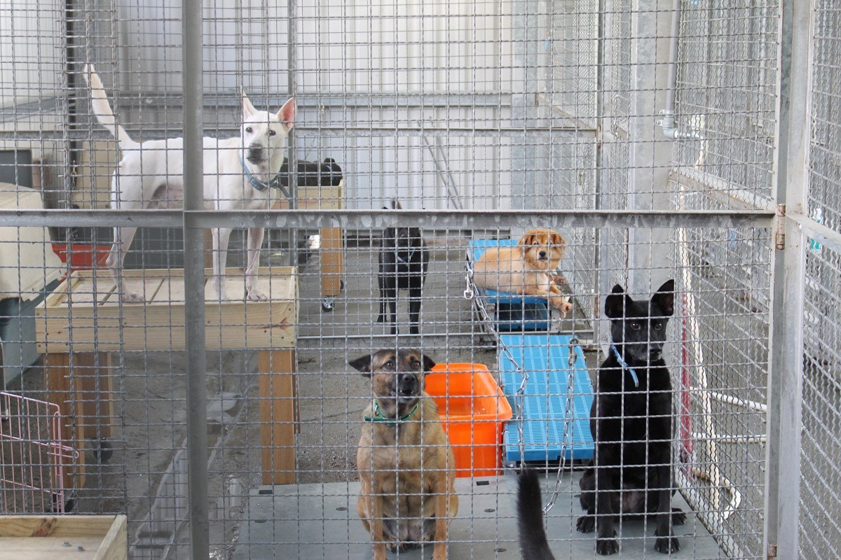 目前AT仍將收容的數量控制在60隻左右，保持良好的收容品質也兼顧動物福利。　何宜/攝