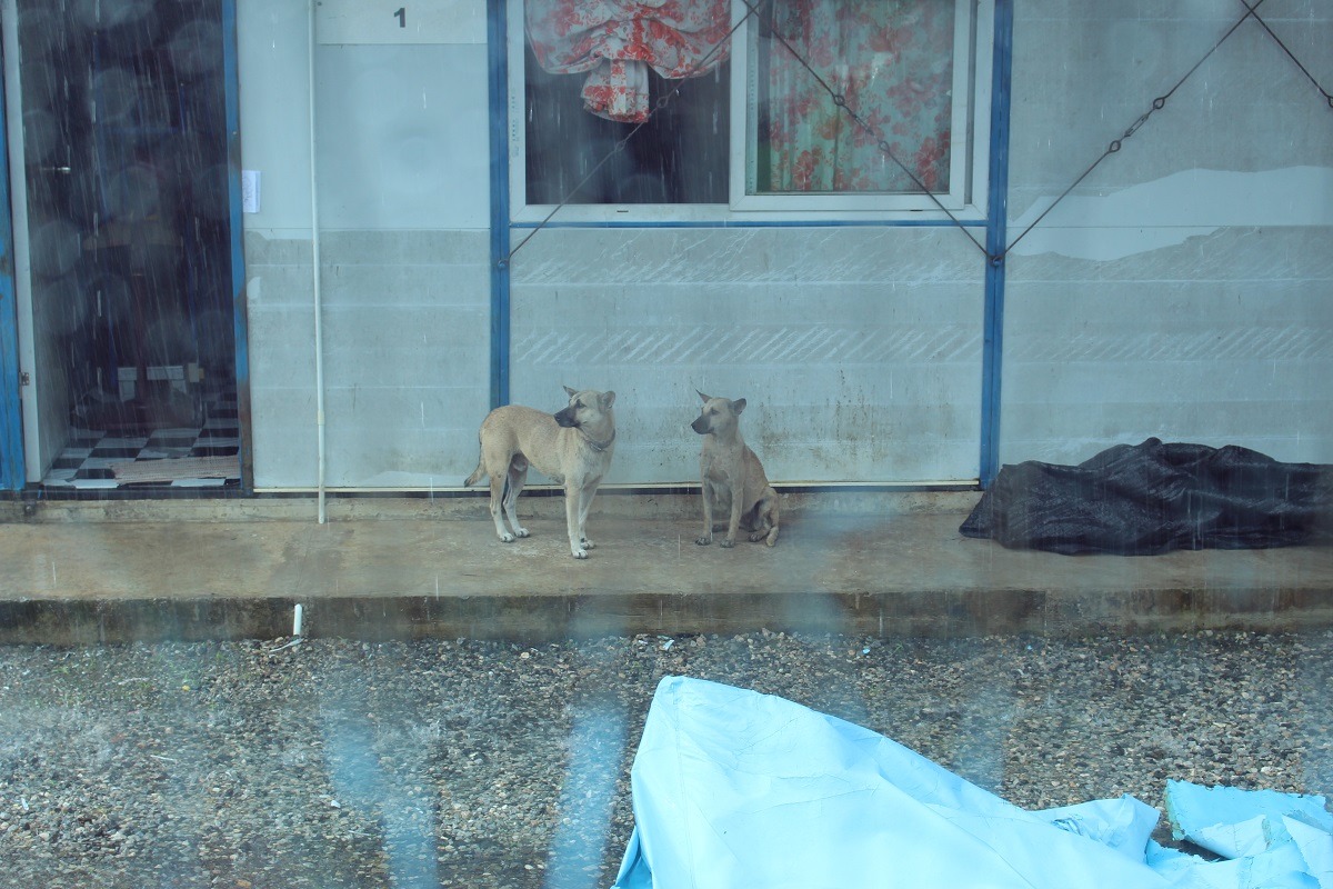 在許多老一輩的民眾觀念裡,狗狗的角色是用來看門、或是不能進家門等等。示意圖。 何宜/攝