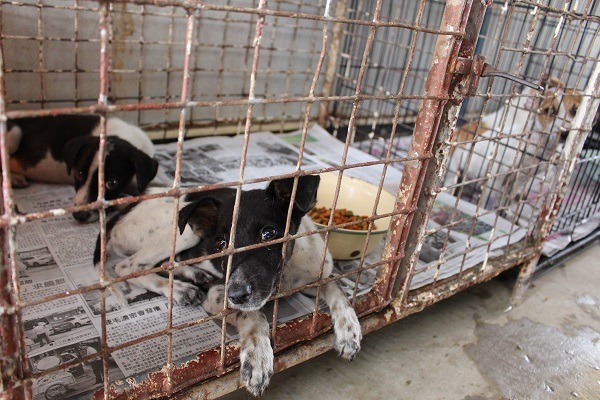 收容所內共有103隻狗、72隻貓,主要是餵食米飯、雞脖子、玉米跟狗飼料。 何宜/攝