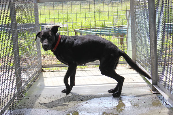 黑嚕嚕原本也是癱瘓的輪椅狗，不過在游泳復健、散步之下，後腳恢復了行走的能力，雖然姿勢與一般的狗狗不同，但奇蹟般的進步已經讓所有人都很滿意。　何宜/攝