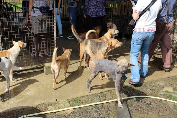 馬來西亞SPCA Sandakan收容所成立不久,有許多管理流程還有可以進步的空間。 何宜/攝