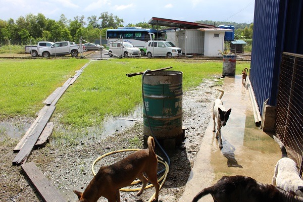收容所大雨過後略微淹水,有部分狗狗是可以自由進出的。 何宜/攝