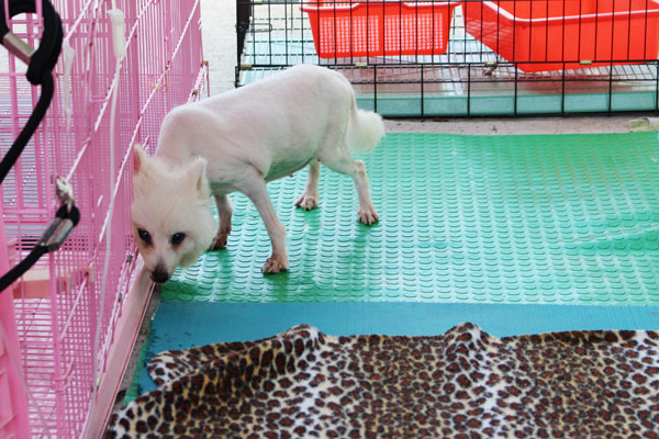 博美狗「妹妹」有著悲慘的身世，不過現在則是活在眾人的疼愛中，也在中心以安寧方式照顧。　何宜/攝