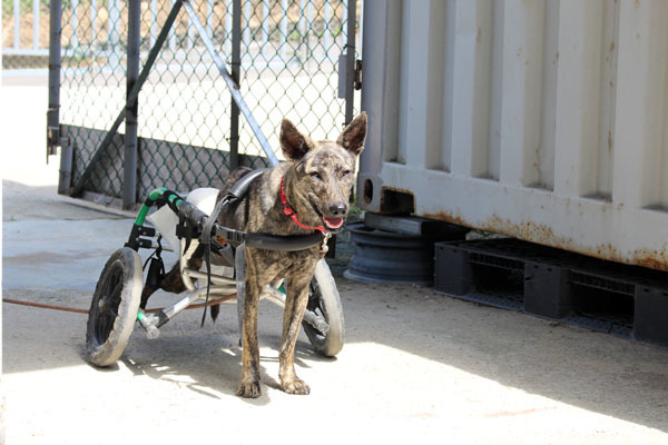 吉利剛到中心的時候還不會控制大小便，現在不僅改善、狀況也比之前更好，只要有訪客，吉利總是駕著輪椅跟前跟後，年輕的吉利也缺一個家喔！　何宜/攝