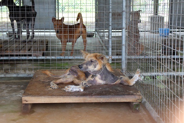 圖中這隻狗狗出生時就四肢癱瘓,目前也全身脫毛,英國獸醫就因看到牠而痛斥應該幫牠安樂死,但工作人員帶去看獸醫後,獸醫說如果狗狗食慾很好,其實不一定要安樂。 何宜/攝