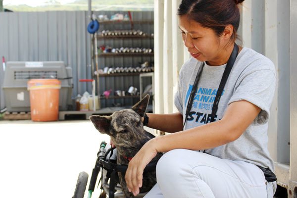Animals Taiwan共有2名正職員工，救援中心地處郊外，每天需要通勤上下班，不過因為協會對待狗的態度也讓員工甘心留下。　何宜/攝
