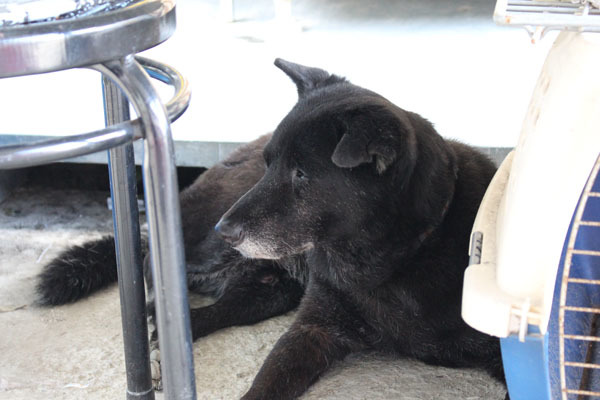 救援中心年紀最大的狗「泰來」，雖然外表看起來很健康，不過就因為嚴重的心臟問題也是採取安寧照顧。　何宜/攝