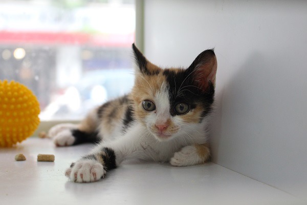 在目前中央法規尚未承認「動物護士」的情況下，醫護型機構是否有經費請到這麼多獸醫師是個大問題。（此為示意圖）　何宜/攝