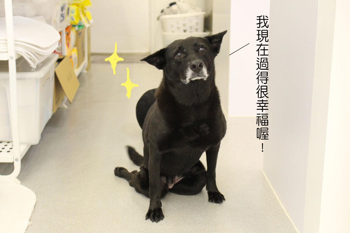 現在的Judy平日跟家中另外3隻狗狗一起上班、在新開幕的北歐游泳館擔任館長。　何宜/攝