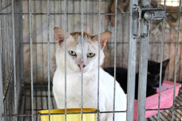 示意圖（何宜/攝）