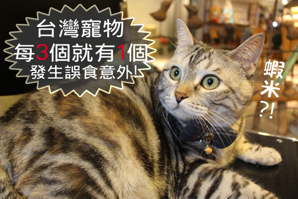 美國寵物食品協會公布全台第一次寵物飲食習慣調查結果,發現毛孩誤食與飼主有很大關連。 何宜/攝