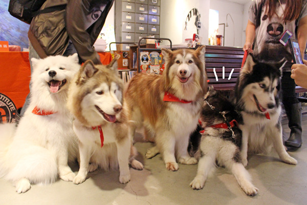 哈Dog Life的5隻狗狗，其中就是小羊(左一)跟張美琪(中)最貪吃！　何宜/攝