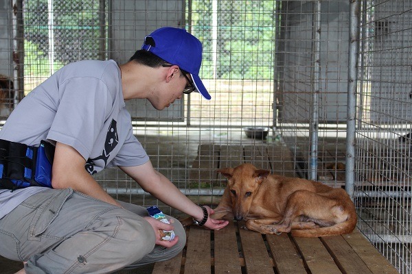 八里保育場工作人員陳昱廷示範用飼料慢慢接近膽小的狗狗,引導牠們出籠或 是卸下對人的心防。 何宜/攝