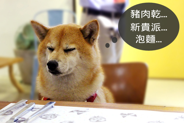 因為貪吃，會趁人不在家時偷翻餐桌的Q將。　何宜/攝