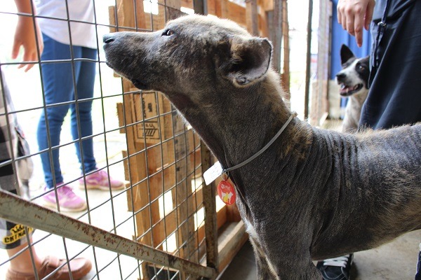 收容所因為只有3名員工,狗狗少有機會出籠散步,所以狗狗普遍壓力大脫毛瘦弱,也因為無聊所以狗狗的項圈常常會被咬壞,只好以束帶代替。 何宜/攝