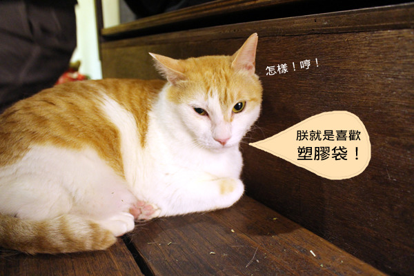 高高在上的黃阿瑪，其實平常不太有機會亂吃東西。　何宜/攝