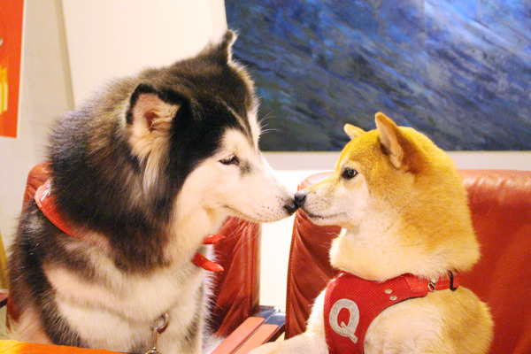 哈茲米：「我們來親親～」Q將：「支持多元成家…」(設計對白)　何宜/攝